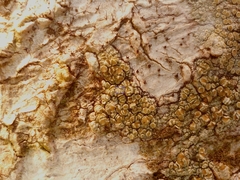 Caloplaca flavovirescens image