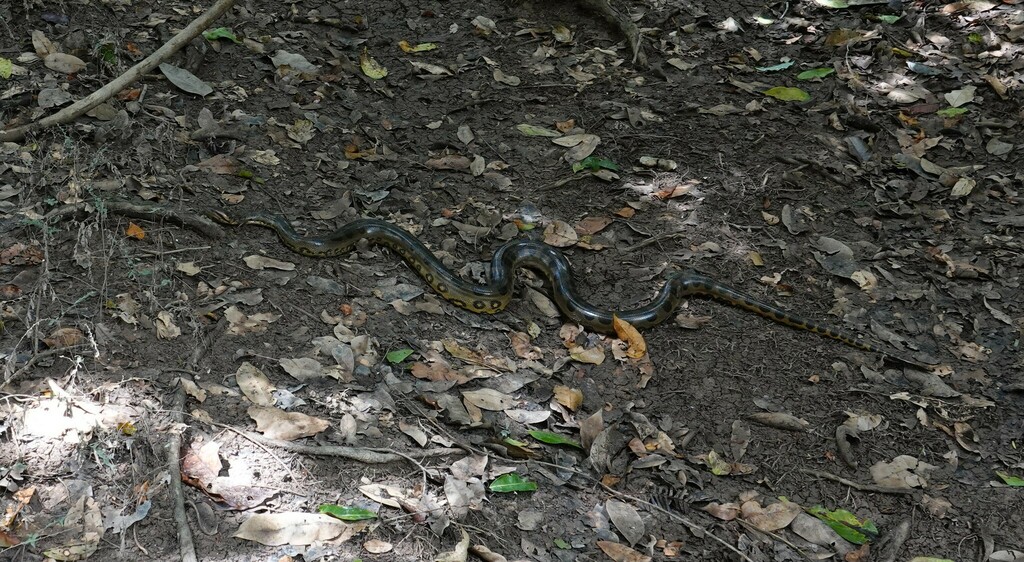 Green Anaconda from Potaro-Siparuni, Guyana on January 20, 2022 at 09: ...