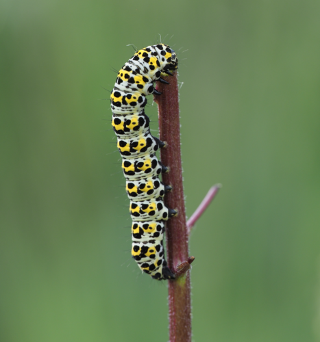 Mullein Moth