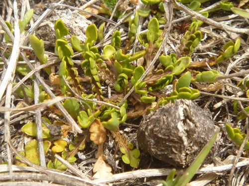 Brachyscome pinnata, photograph 6
