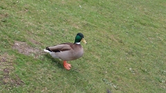 Anas platyrhynchos
