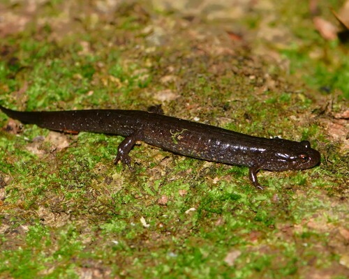 Catahoula Spotted Dusky Salamander