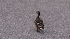 Anas platyrhynchos