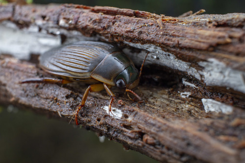 Superfamily Dytiscoidea · iNaturalist