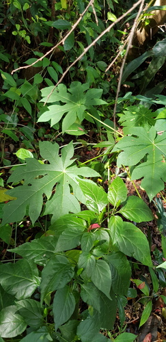 Montanoa grandiflora, photograph 4