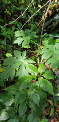 Montanoa grandiflora, photograph (c) Margaret Burger, some rights reserved (CC BY-SA)