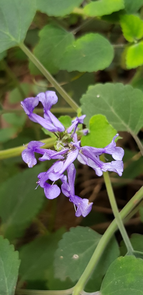 spurflowers (genus)