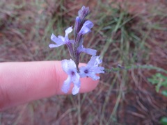 Verbena cloverae