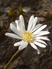 Brachyscome sinclairii