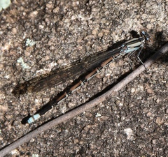 Argia funebris