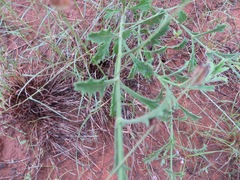 Verbena cloverae