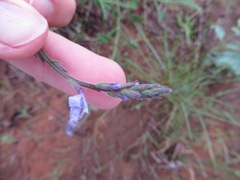 Verbena cloverae