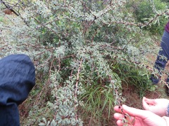 Vachellia schaffneri bravoensis