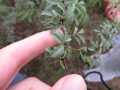 Vachellia schaffneri bravoensis