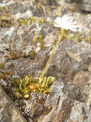 Brachyscome sinclairii