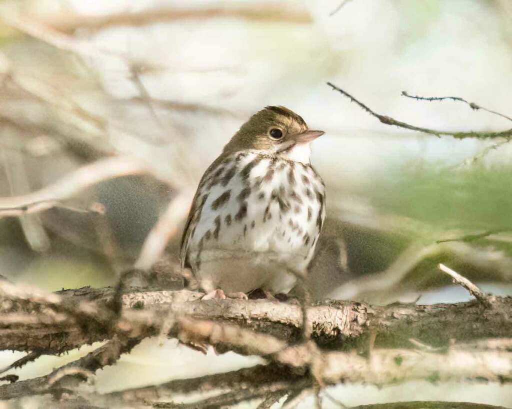 Ovenbird from Golden Valley, MN, USA on May 07, 2023 at 0706 AM by