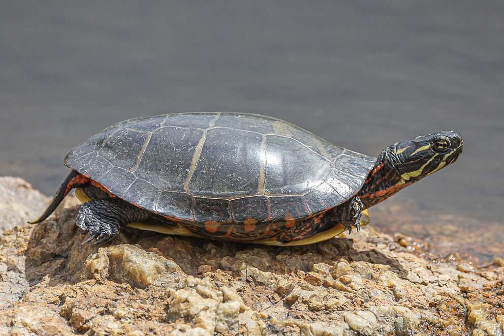 Eastern Painted Turtle from Rockland County, NY, USA on May 05, 2023 at ...