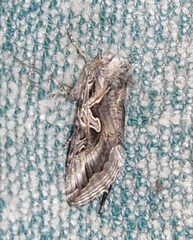 Cornutiplusia circumflexa