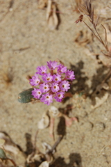Abronia pogonantha