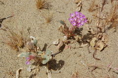 Abronia pogonantha