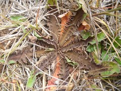 Sonchus novae-zelandiae