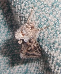 Cornutiplusia circumflexa