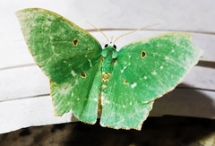 Cyclothea disjuncta