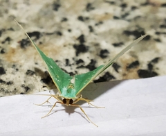 Cyclothea disjuncta
