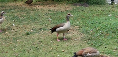 Alopochen aegyptiaca