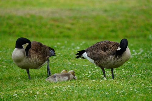 Canada Goose photographed in Louisiana