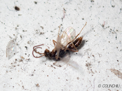 Ponerinae