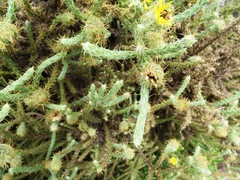 Cullumia reticulata