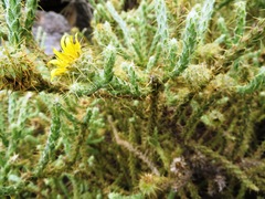 Cullumia reticulata