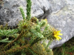 Cullumia reticulata