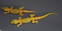 Hemidactylus brookii