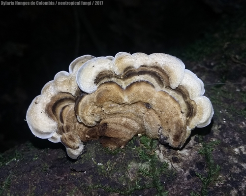 Auricularia brasiliana