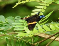 Ancyluris inca inca