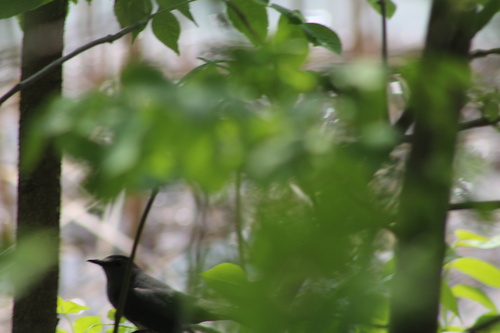Gray Catbird photographed in Illinois