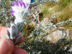 Amphithalea imbricata