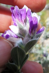 Amphithalea imbricata