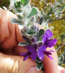 Amphithalea imbricata