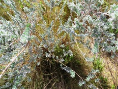 Amphithalea imbricata