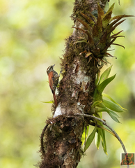 Margarornis squamiger