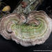 Trametes villosa - Photo (c) Teodoro Chivatá Bedoya, some rights reserved (CC BY-NC), uploaded by Teodoro Chivatá Bedoya