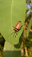 Ellipsidion reticulatum