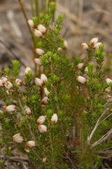 Erica pubigera