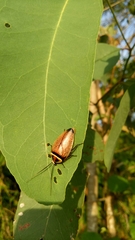 Ellipsidion reticulatum