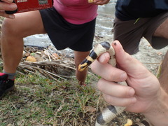 Laticauda saintgironsi