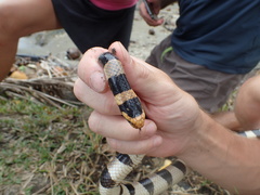 Laticauda saintgironsi