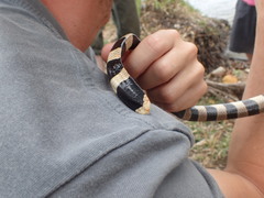 Laticauda saintgironsi